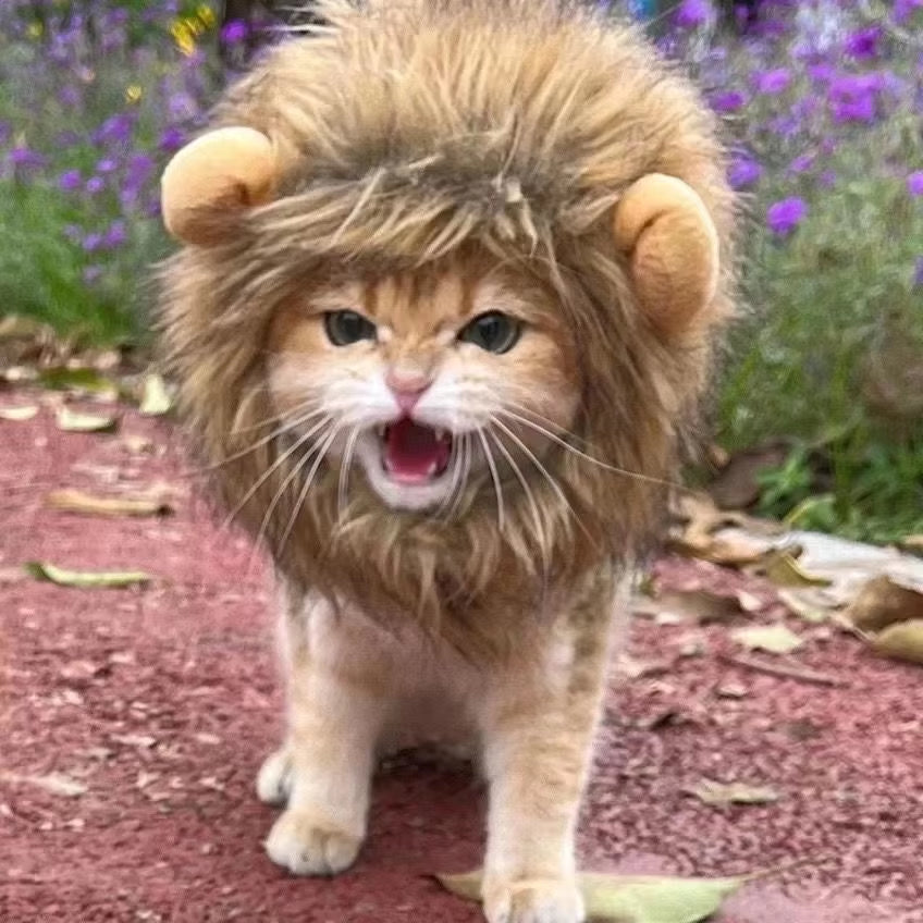 Cute Lion's Mane winter hat for cats