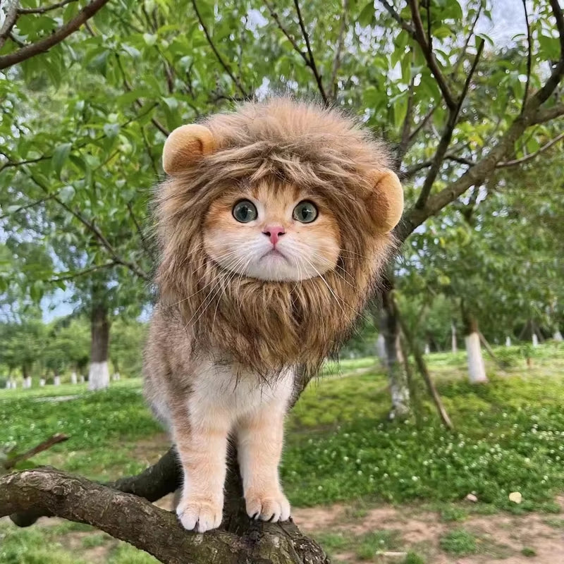 Cute Lion's Mane winter hat for cats