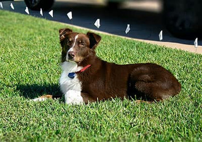 Dog Collar Replacement Strap - Bright Orange - Compatible with Nearly All Brands and Models of Underground Dog Fences