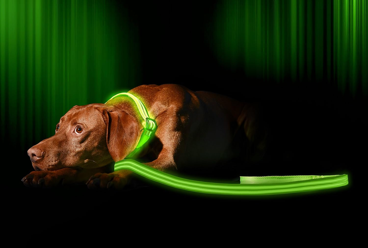 LED Light up Dog Leash | Ultra High Visibility up to 350 Yards | 3 Lighting Modes | USB Rechargeable, No Batteries Needed | Padded Handle & Rotating Swivel Clasp to Prevent Leash Tangling