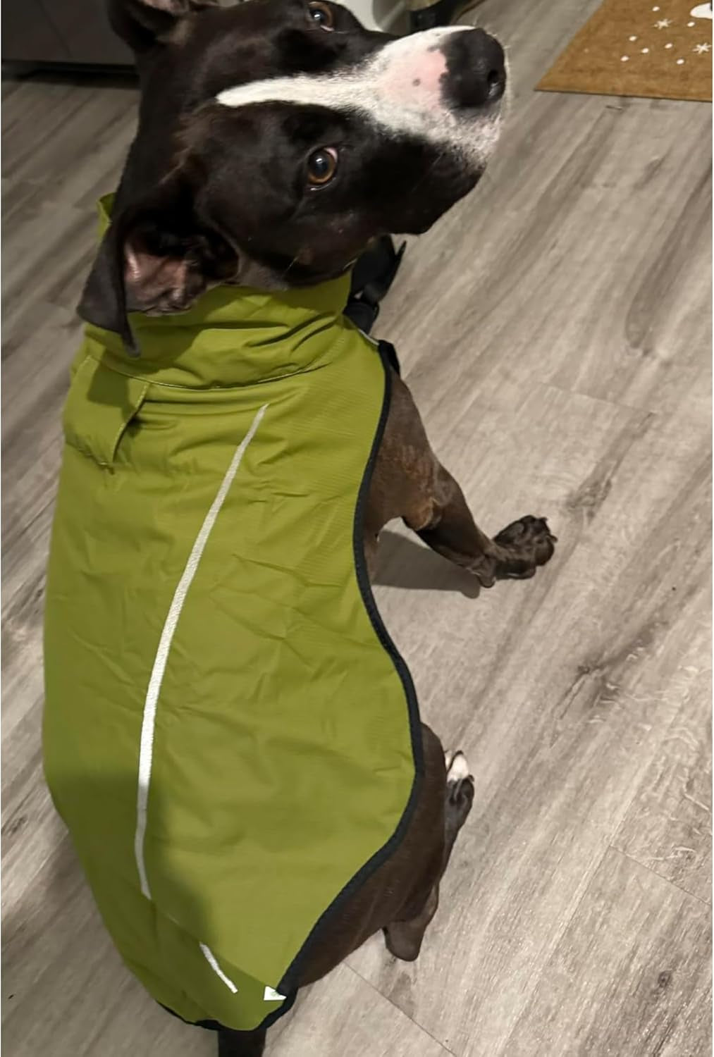 | Dog Raincoat | Adjustable Water Proof Pet Clothes | Lightweight Rain Jacket with Reflective Strip | Easy Step in Closure, Lime Yellow, Large