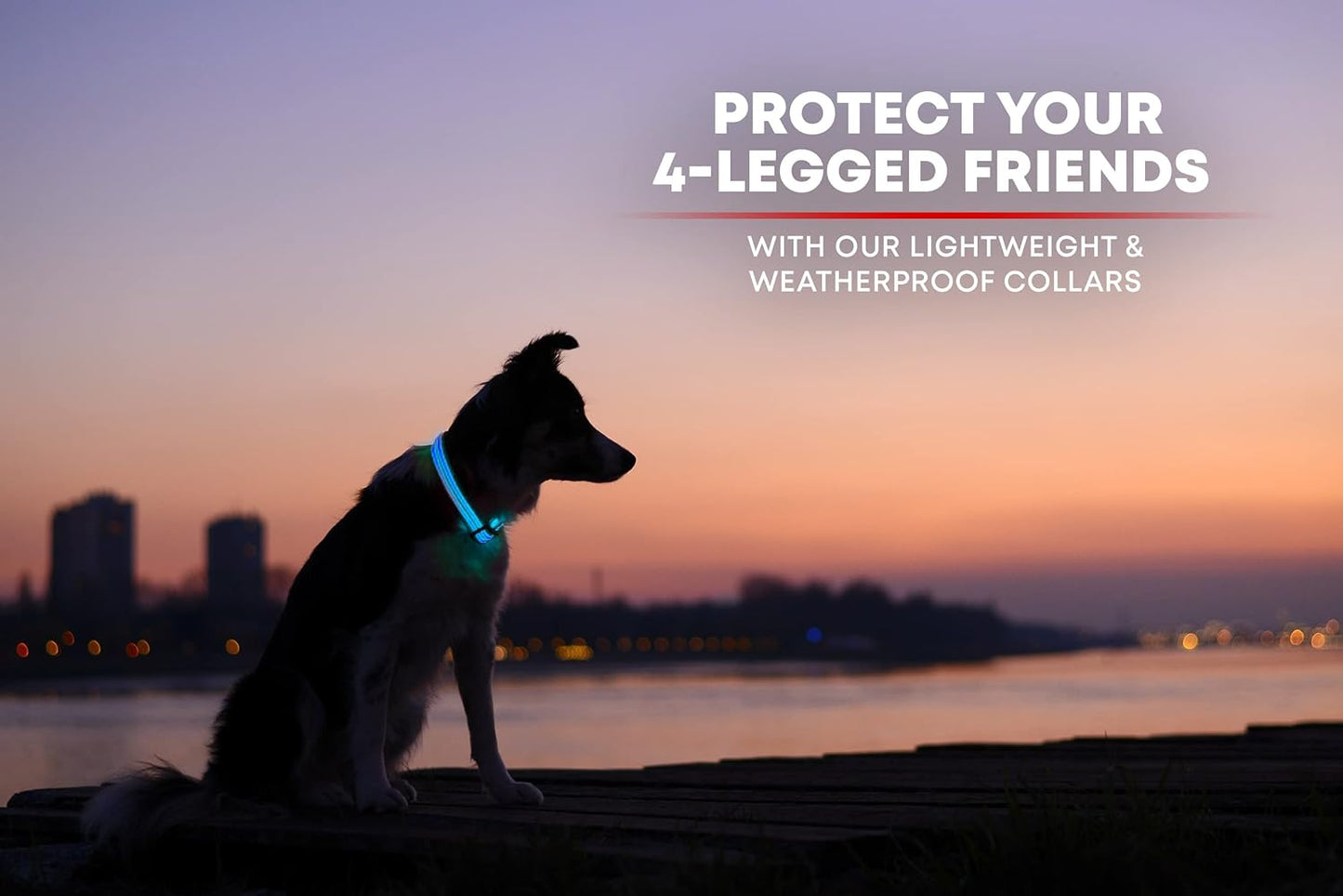 LED Dog Collar USB Rechargeable - Bright & High Visibility Lighted Glow Collar for Pet Night Walking - Weatherproof, in 6 Colors & 6 Sizes (Blue Large)