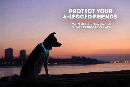 LED Dog Collar USB Rechargeable - Bright & High Visibility Lighted Glow Collar for Pet Night Walking - Weatherproof, in 6 Colors & 6 Sizes (Blue Large)