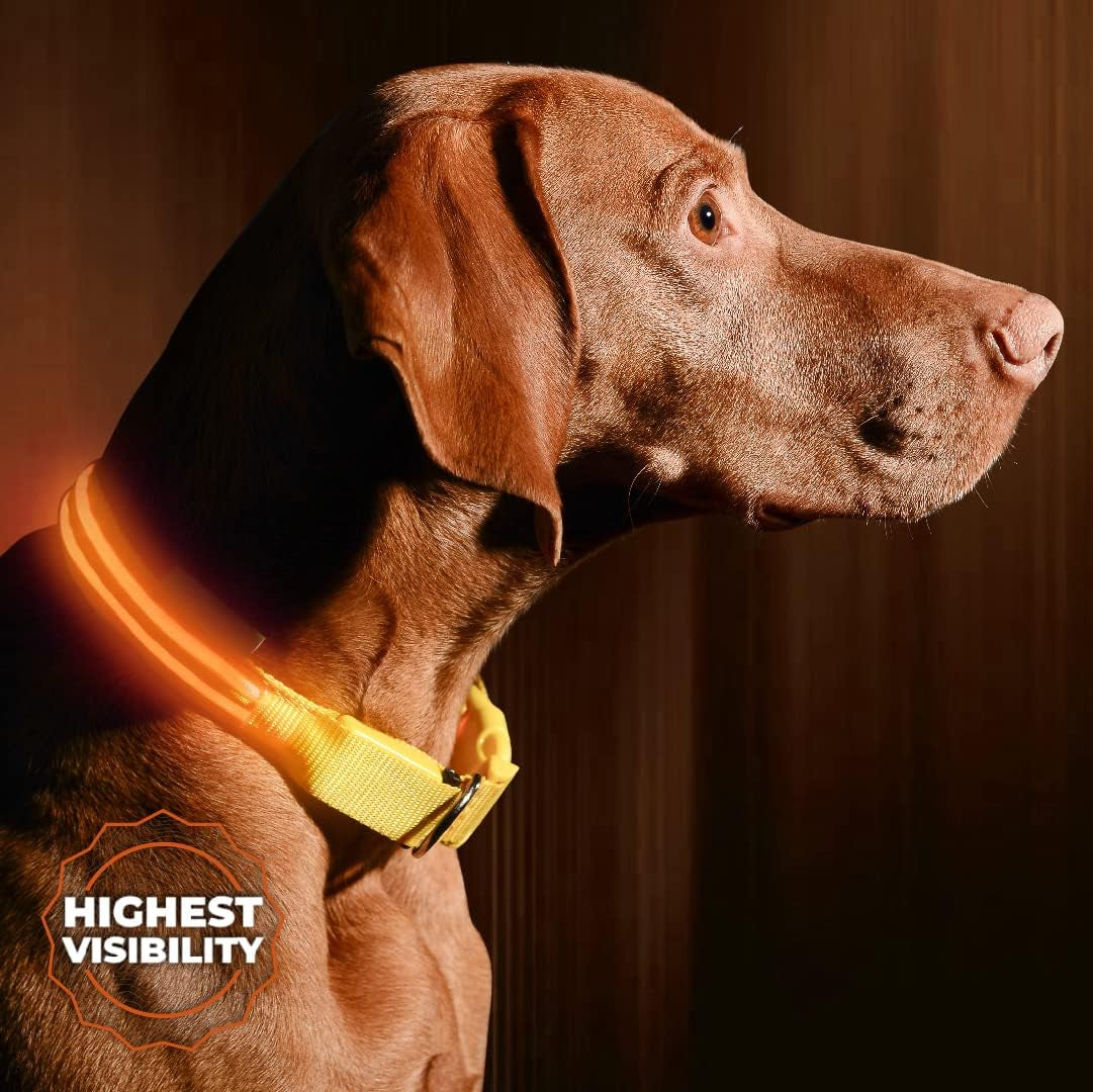 LED Dog Collar USB Rechargeable - Bright & High Visibility Lighted Glow Collar for Pet Night Walking - Weatherproof, in 6 Colors & 6 Sizes (Blue Large)